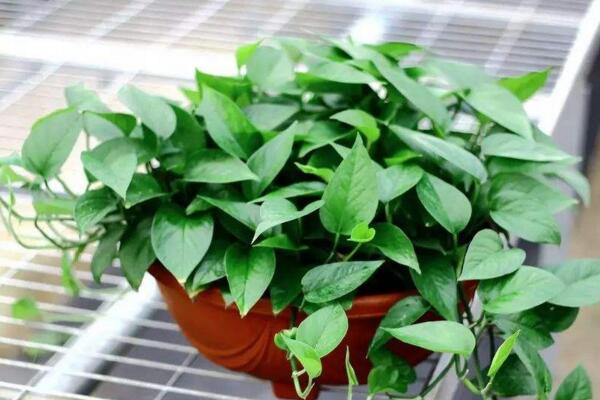 幸福樹怎么扦插，只需要掌握簡單的幾步即可