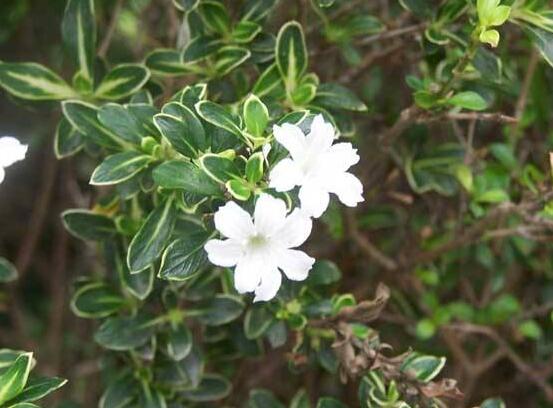 六月雪葉子發(fā)黑脫落怎么辦，做好三個(gè)要點(diǎn)即可恢復(fù)綠意