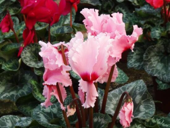 仙客來(lái)葉子嚴(yán)重發(fā)黃，老農(nóng)總結(jié)最直觀三種解決辦法