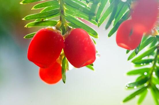 紅豆杉干枯后急救方法，教你四種方法輕松解決