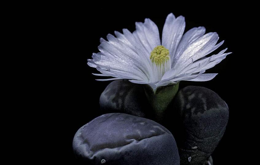 生石花用什么土最好，適宜的土壤配制