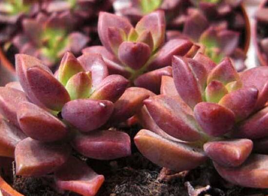 寶石花怎么養(yǎng)，老農(nóng)總結(jié)六大基本養(yǎng)殖方法