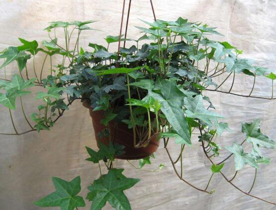 常春藤和爬山虎的區(qū)別，三個(gè)方法教你簡單分辨