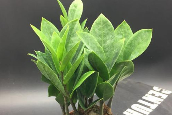 金錢樹放在家里怎么養(yǎng)