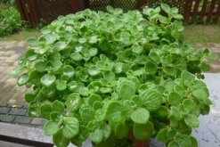 碰碰香老樁怎樣修剪，主要修剪多余的枝條