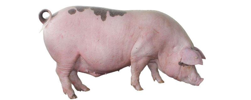 怎么養(yǎng)豬省錢(qián)長(zhǎng)得又快