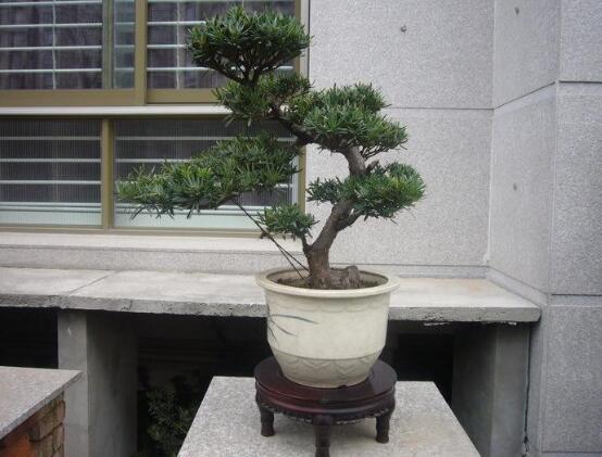 羅漢松品種，盤點羅漢松最珍貴的五大品種