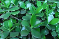 玉樹(shù)的藥用價(jià)值，催乳抗癌治癬