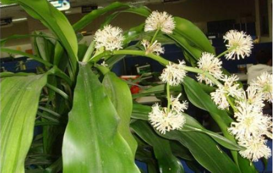 水培萬年青的養(yǎng)殖方法和注意事項(xiàng)，學(xué)會(huì)以下三個(gè)步驟即可