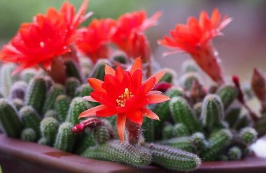 白檀仙人掌不開花怎么辦，缺乏光照是主要原因