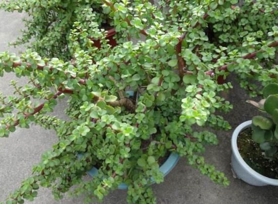 小碧玉怎么養(yǎng)，教你七種簡單易學(xué)基本方法