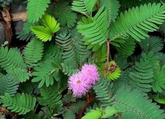 含羞草能在家里養(yǎng)嗎，不適合/頭發(fā)、眉毛嚴(yán)重脫落