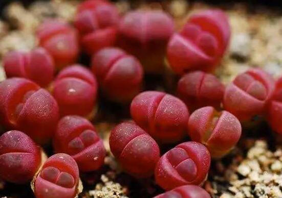 生石花有多少品種，欣賞最好看的六大品種