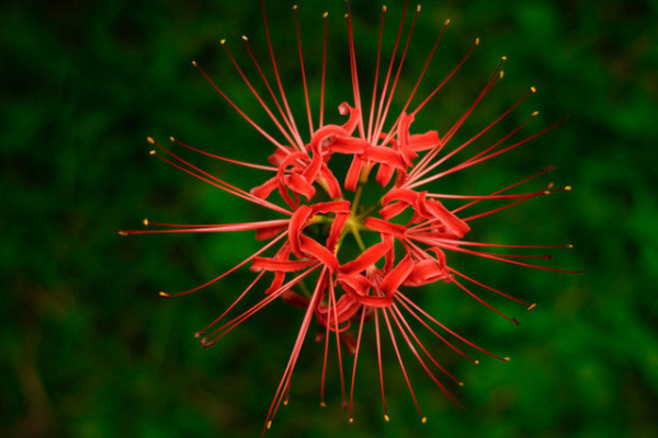 彼岸花的葉子什么時(shí)候枯萎