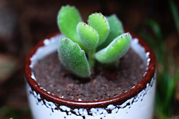 多肉植物熊童子掉葉子，找出問(wèn)題的原因及時(shí)處理