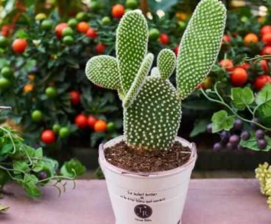 仙人掌沒(méi)根能活嗎，能活/傷口消毒晾干、重新移植上盆