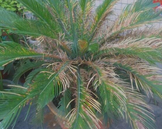 鐵樹葉子發(fā)黃怎么辦，鐵樹葉子發(fā)黃解決辦法