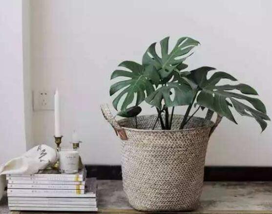 仙洞龜背竹有毒嗎，毒性不強(qiáng)/避免接觸誤食即可