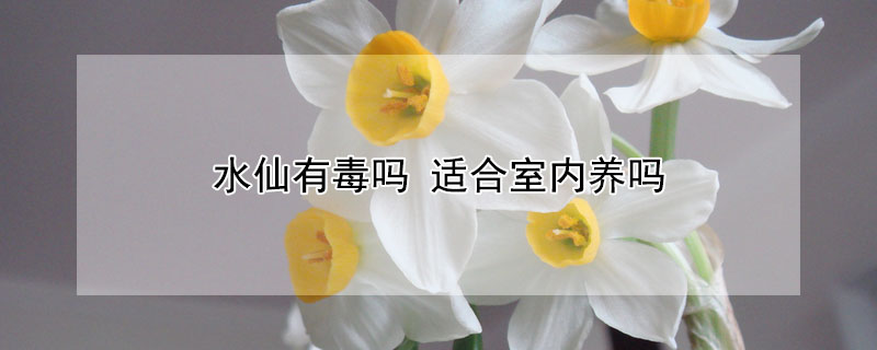 水仙有毒嗎 適合室內(nèi)養(yǎng)嗎
