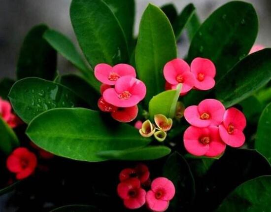 虎刺梅不開花什么原因，老農(nóng)總結(jié)最實(shí)用三種解決方法