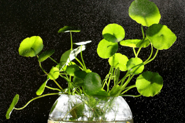 銅錢(qián)草冬天怎么養(yǎng)