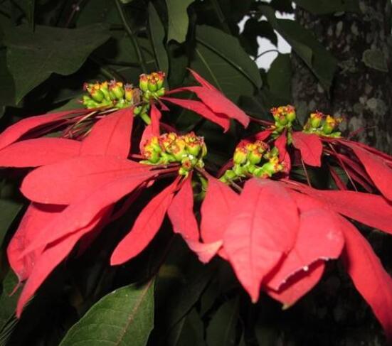 一品紅如何剪枝，春夏季節(jié)修剪最好(兩次摘心)