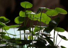 水養(yǎng)銅錢草的養(yǎng)殖方法，施加肥料是關(guān)鍵