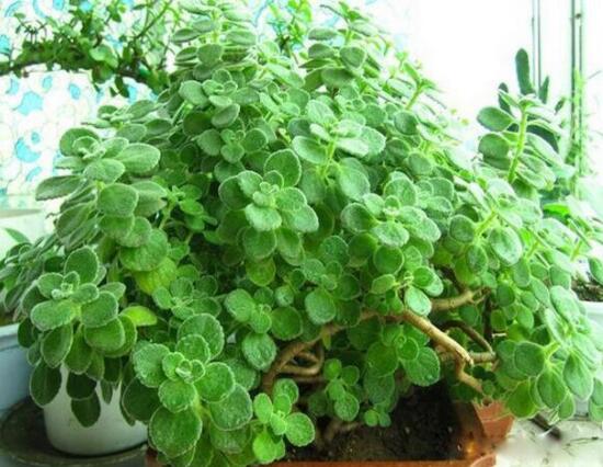 碰碰香怎么換盆，做好脫盆處理修剪根系/春季最佳