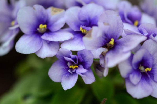 非洲紫羅蘭為什么不開(kāi)花