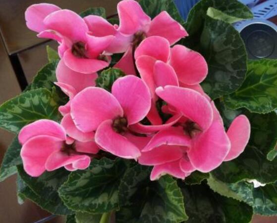 仙客來葉子蔫了怎么辦，主要由最直觀三種原因?qū)е? src="/nongchan/d/file/20201223/fznnpqps3ui.jpg" style="width: 557px; height: 406px" / data-u0GP="HE4jNc"></strong></p>
<p data-keai="suZsel">
	仙客來葉子焉了主要就是澆水不合理導(dǎo)致的，例如在澆水過程中，因澆水過多導(dǎo)致盆土積水嚴(yán)重，繼而出現(xiàn)爛根現(xiàn)象，最后葉子發(fā)焉現(xiàn)象。生長期間因需大量的水分，因長期澆水不足，則其生長無法充分進(jìn)行，也會致使發(fā)焉。</p>
<p data-DpVw="iMFT1l">
	<img alt=