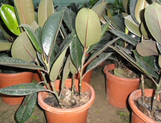 橡皮樹掉葉子還會長嗎，只要不死就會繼續(xù)生長(做好養(yǎng)護管理)