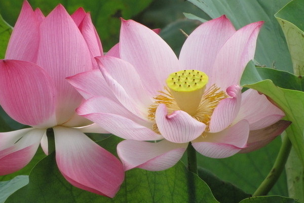 荷花冬天放室內(nèi)會(huì)開么