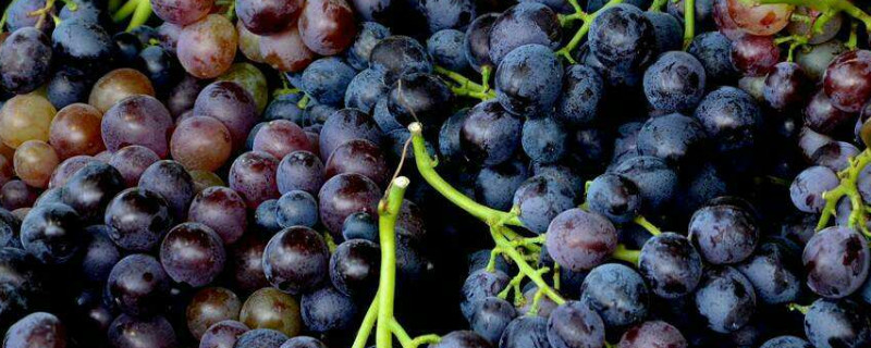 玫瑰香葡萄幾月成熟