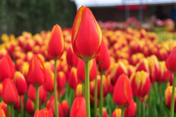 郁金香春天開(kāi)花嗎