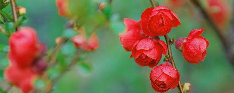 長壽冠海棠移栽注意事項(xiàng)