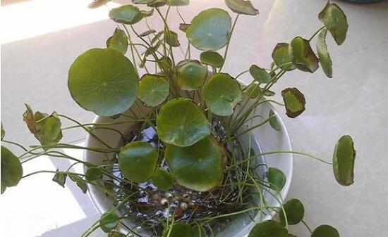 銅錢草葉子邊緣干枯，銅錢草葉子發(fā)黃怎么辦