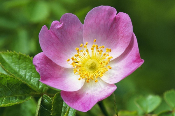 爬藤薔薇花怎樣過冬