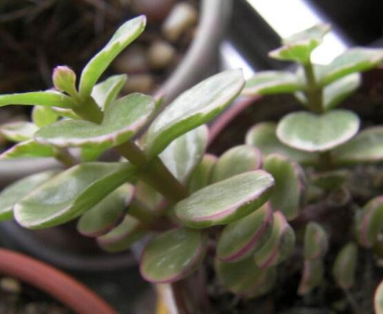 雅樂之舞的養(yǎng)殖方法和注意事項(xiàng)，老農(nóng)總結(jié)最實(shí)用八大養(yǎng)殖方法