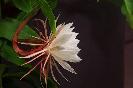 曇花葉插注意事項(xiàng)，只需要注意這五點(diǎn)即可