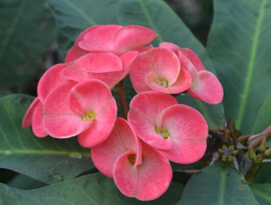 虎刺梅怎么扦插，擇10厘米健壯枝條/做好消毒處理