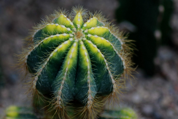 仙人球品種有哪些，根據(jù)食用型/長勢/花刺等方面劃分
