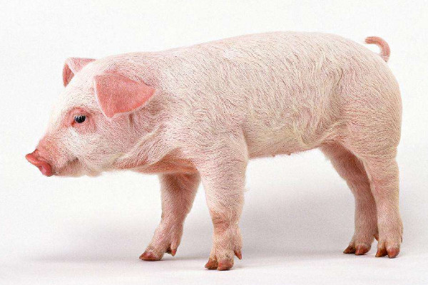 怎么養(yǎng)豬省錢(qián)長(zhǎng)得又快