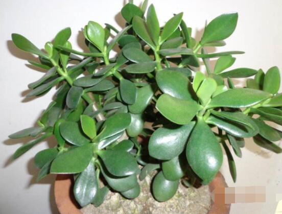 家里養(yǎng)玉樹有什么寓意，家庭和諧、事業(yè)順暢，學(xué)業(yè)有成