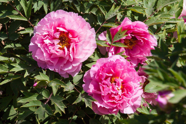 牡丹花春天開(kāi)放嗎