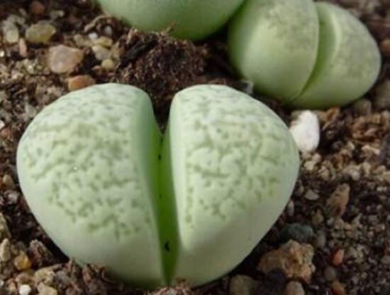 生石花有多少品種，欣賞最好看的六大品種