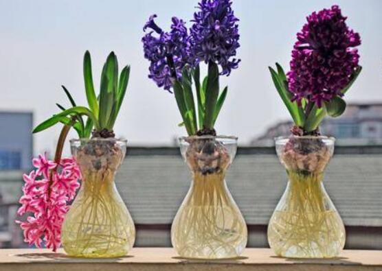 風(fēng)信子種球發(fā)霉怎么辦，涂抹滅菌靈、保持創(chuàng)面干燥