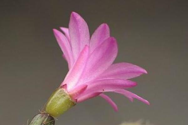 假曇花夏天怎么養(yǎng)護