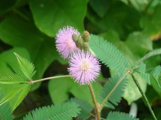 含羞草能在家里養(yǎng)嗎，不適合/頭發(fā)、眉毛嚴(yán)重脫落