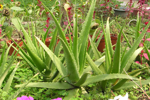 蘆薈的養(yǎng)殖方法，及時(shí)除草避免養(yǎng)分流失