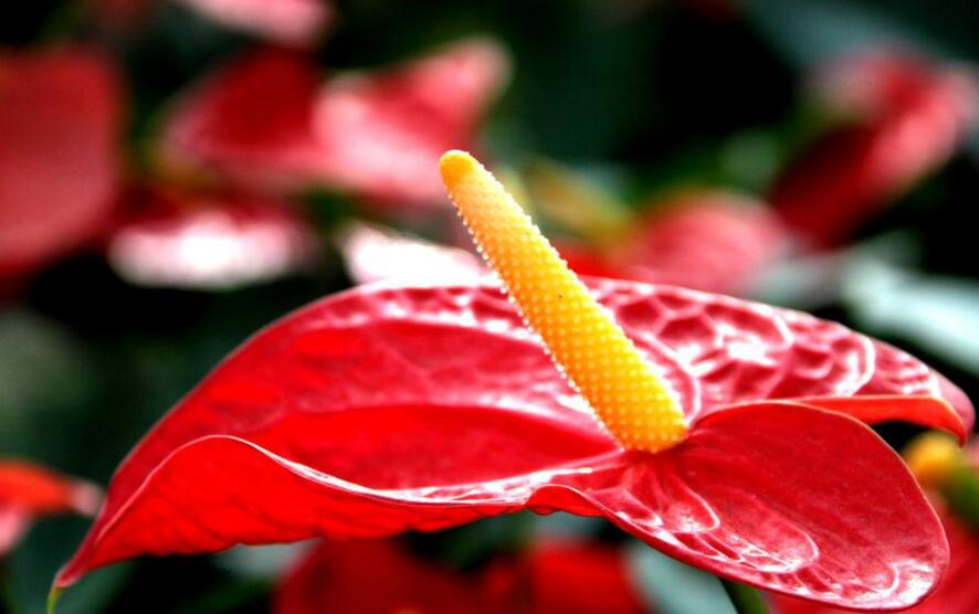 紅掌用什么土栽培，疏松、透氣、有營養(yǎng)很關(guān)鍵